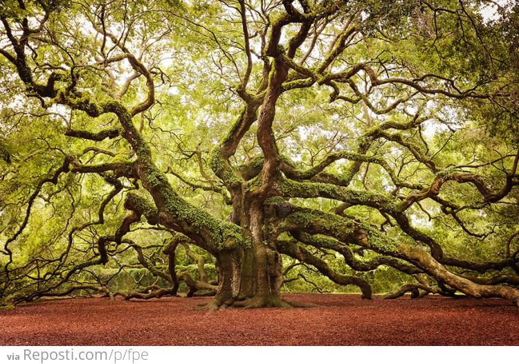 Angel Oak In John’s Island In South Carolina
