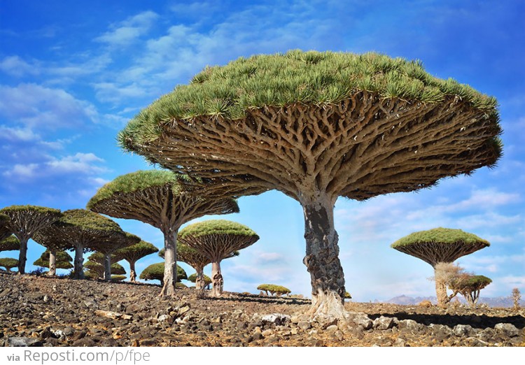 Dragonblood Trees, Yemen