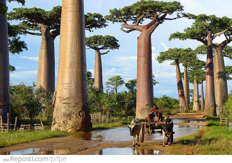 Baobab Trees In Madagascar