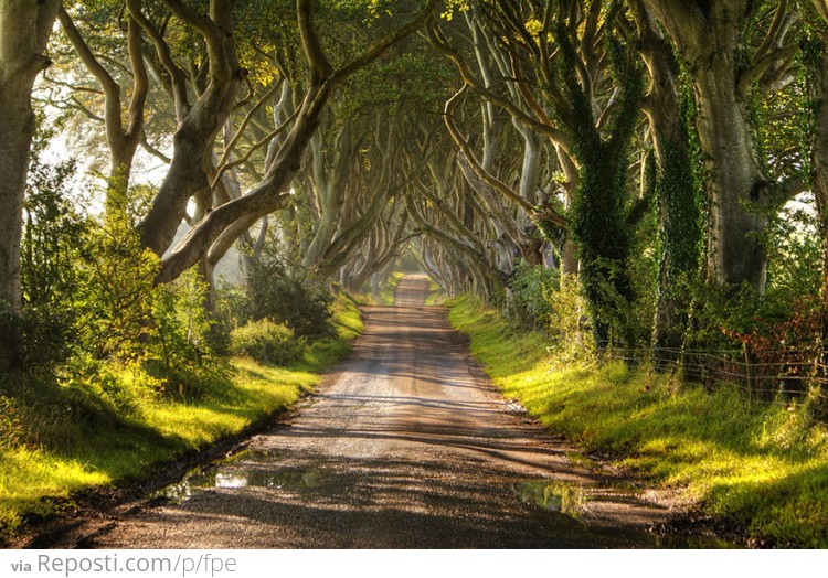The Dark Hedges In Northern Ireland
