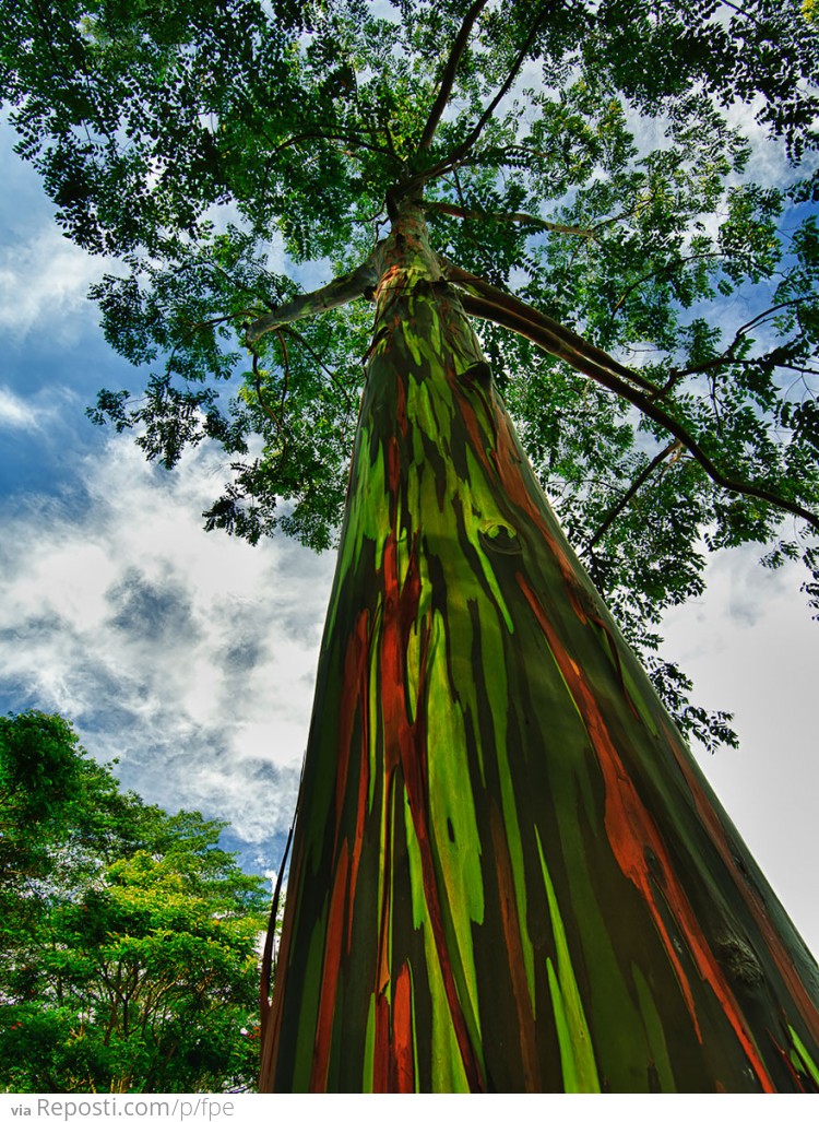 Rainbow Eucalyptus In Kauai, Hawaii