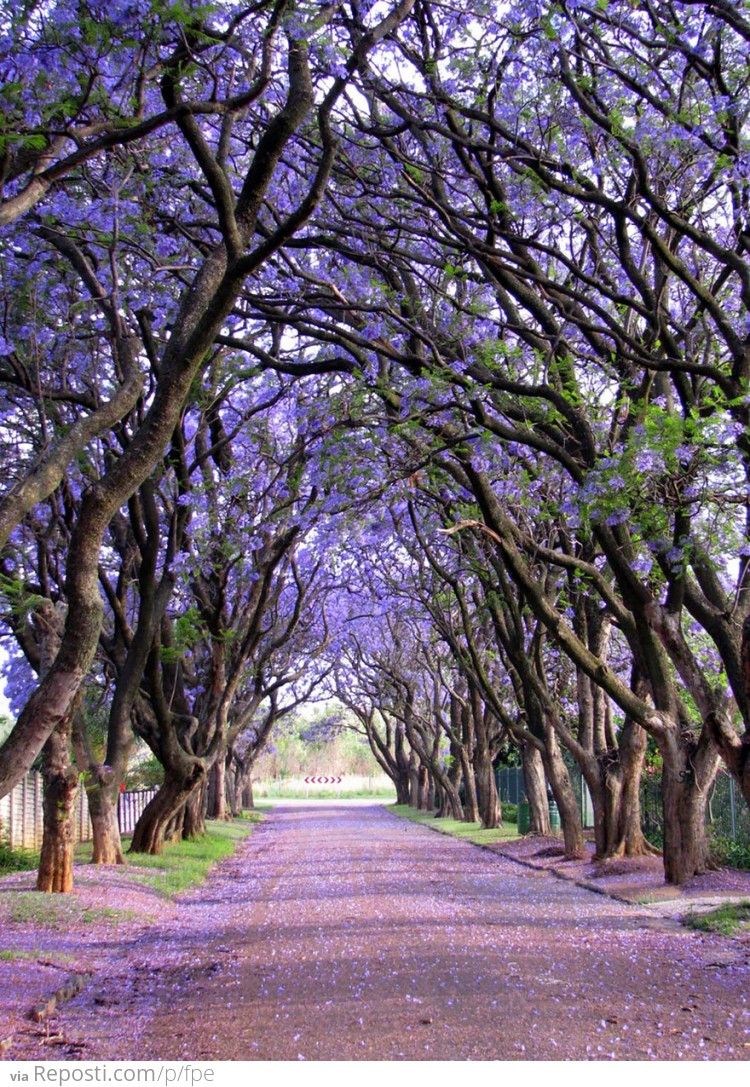 Jacarandas in Cullinan, South Africa