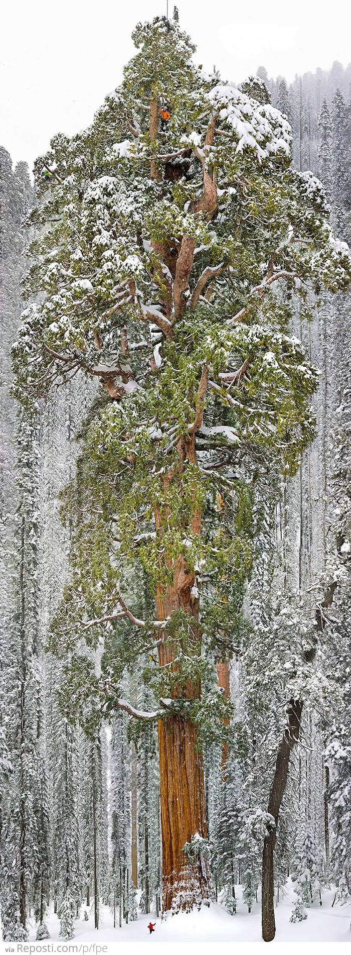 The President, Third-Largest Giant Sequoia Tree In The World, California