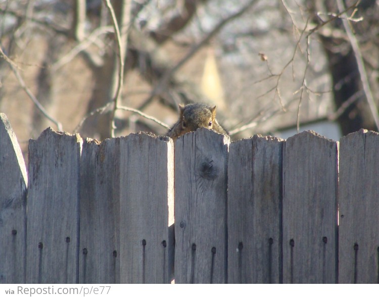 The neighborhood squirrels are plotting against me