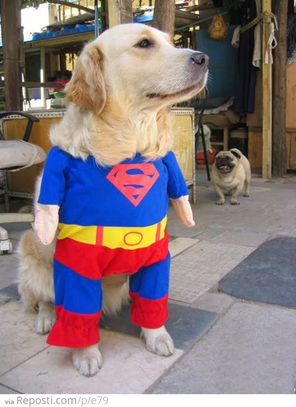 Superdog