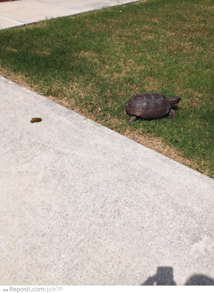 This turtle came by and took a dump in my driveway