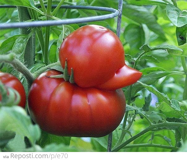 Duck shaped tomato