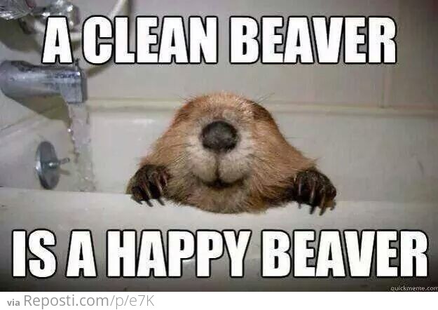 Clean Beaver