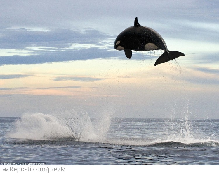 8 ton Orca jumps nearly 20 feet out of the water