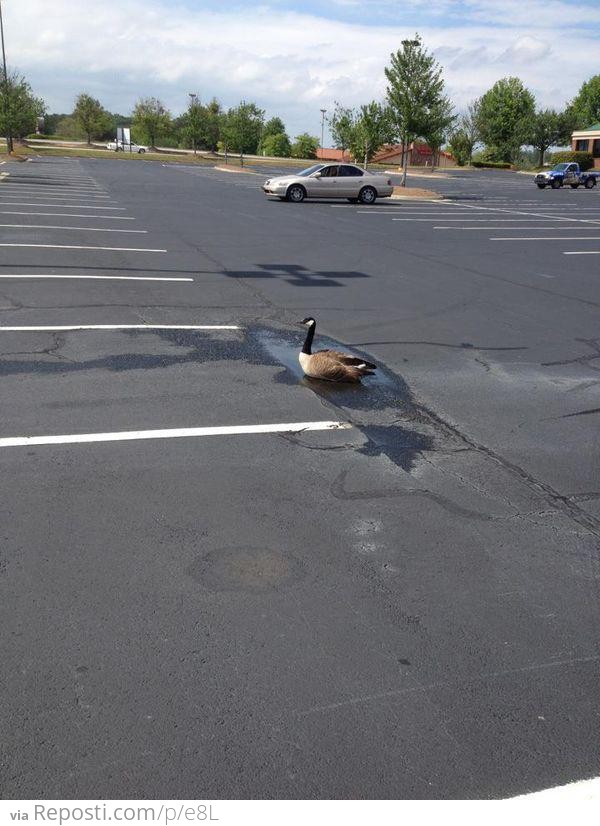 Optimistic Goose