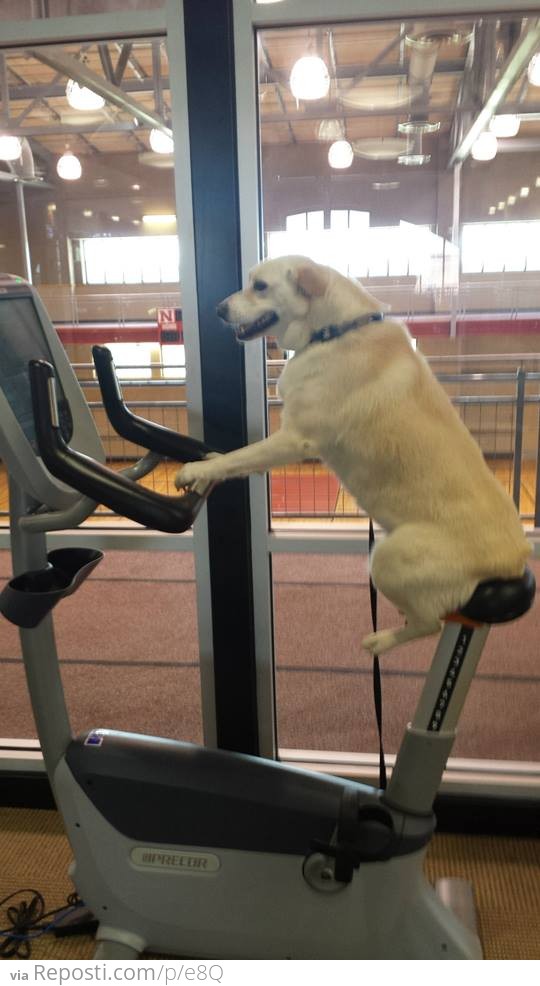 Dog Cardio