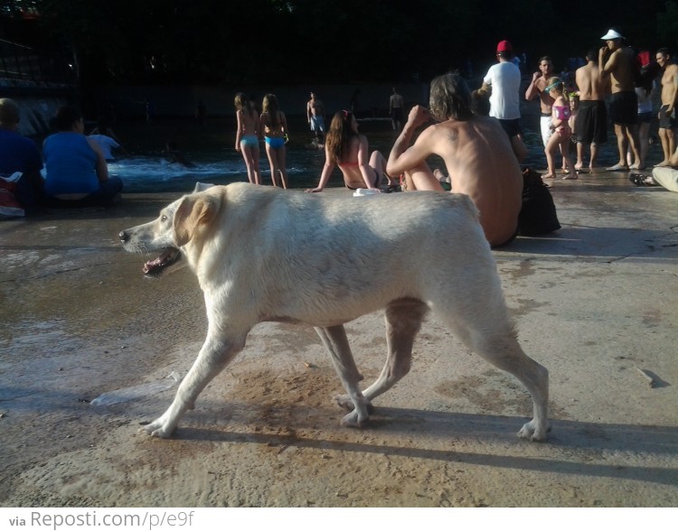 Bulldog lab mix