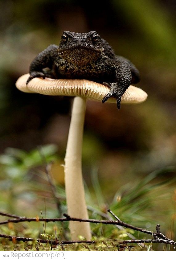 Toadstool