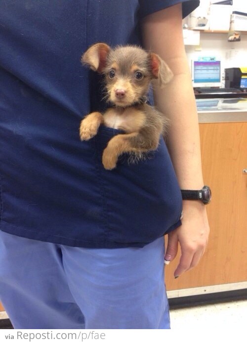 Pocket Puppy