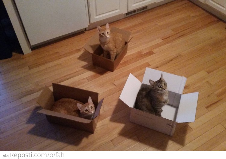 Cat traps