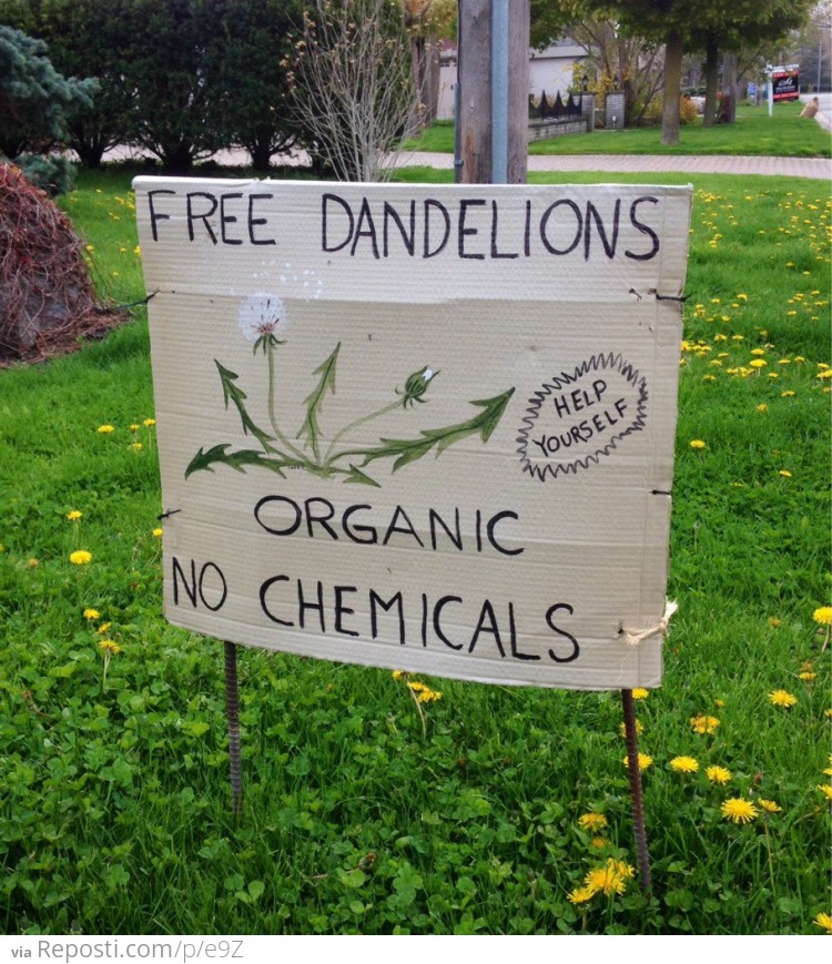 Free Dandelions