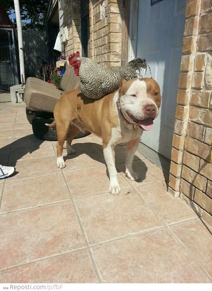 Pitbull has a new friend