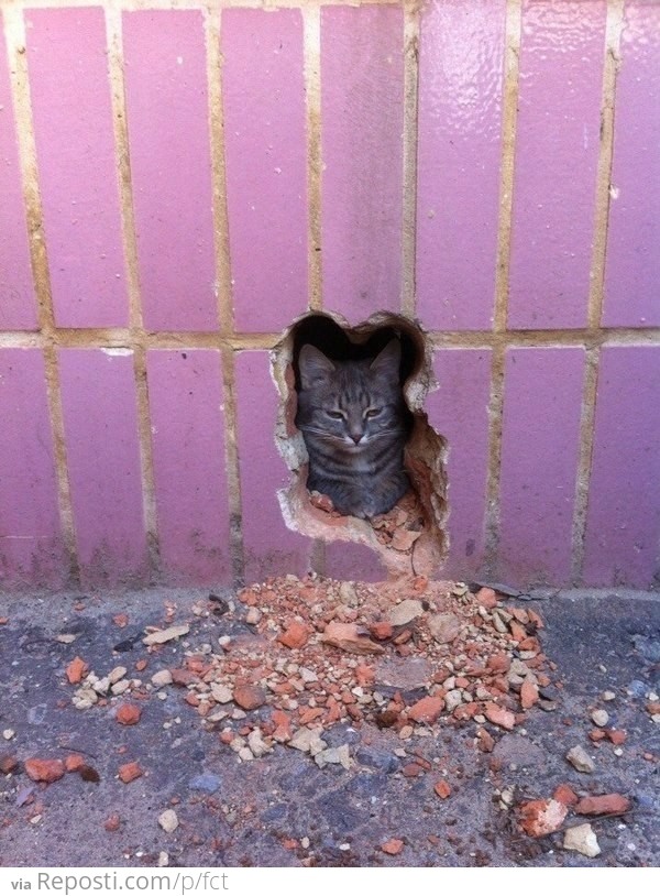 The Pawshank Redemption