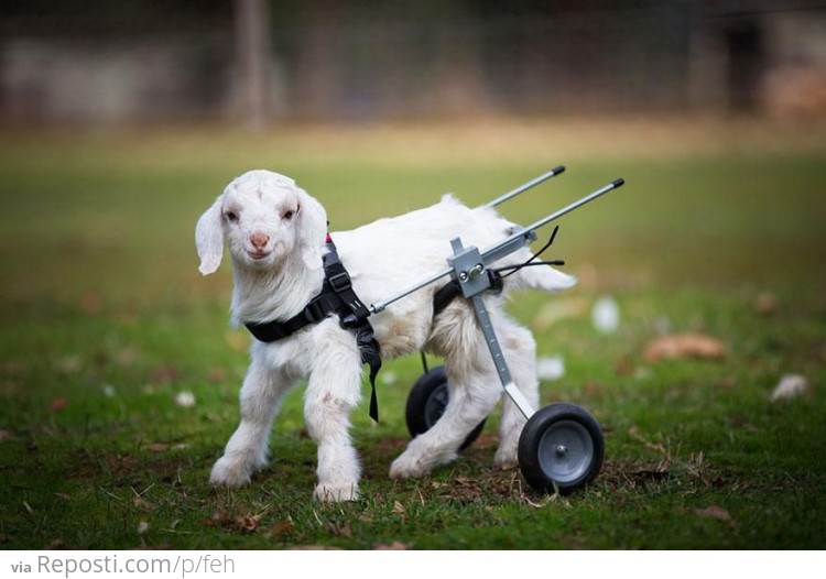 Frostie takes first steps with tiny wheelchair