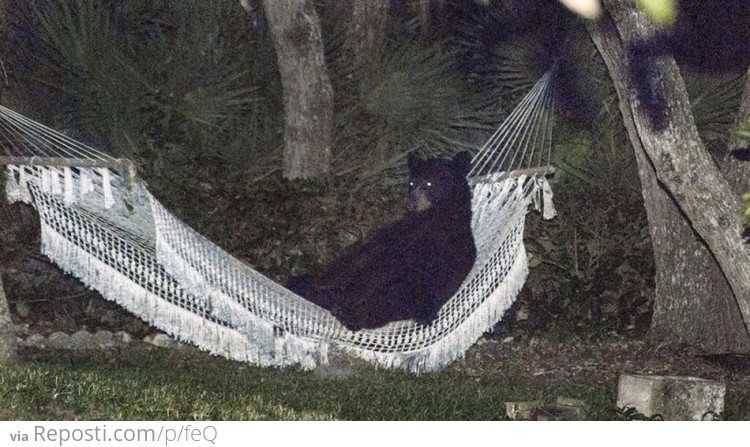 black bear in a hammock