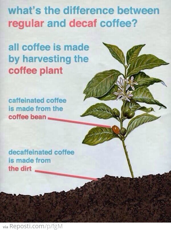 Regular coffee vs. decaf coffee