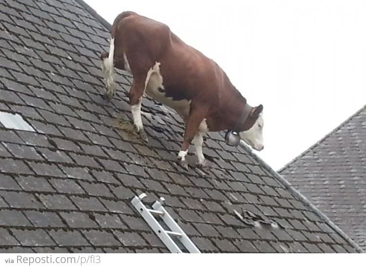Cow on roof