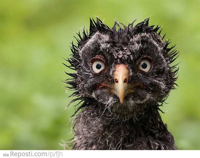 Wet Owl