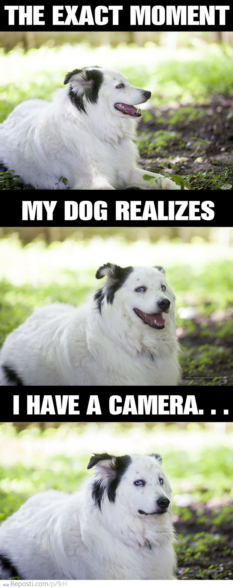 Dogs Know