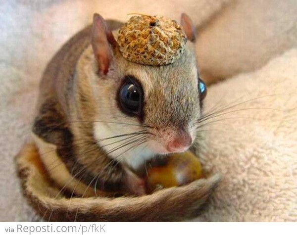 Squirrel wearing acorn as hat