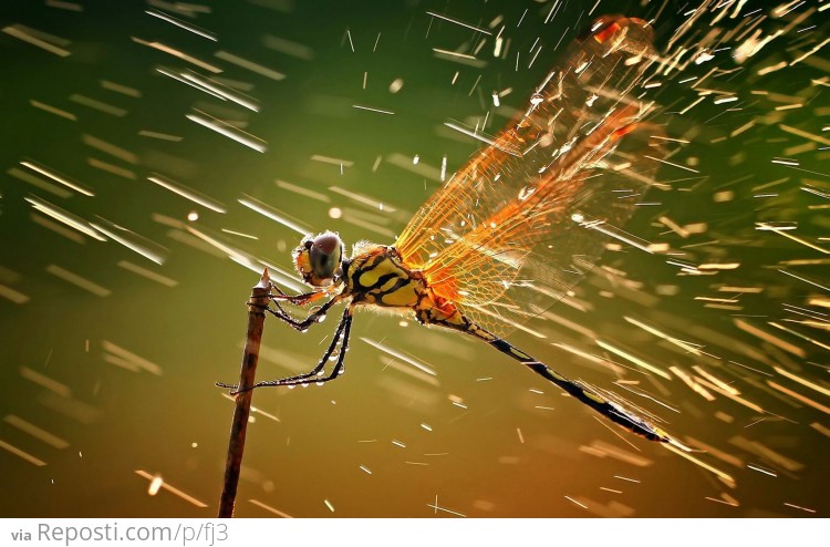 Rain pelting a dragonfly