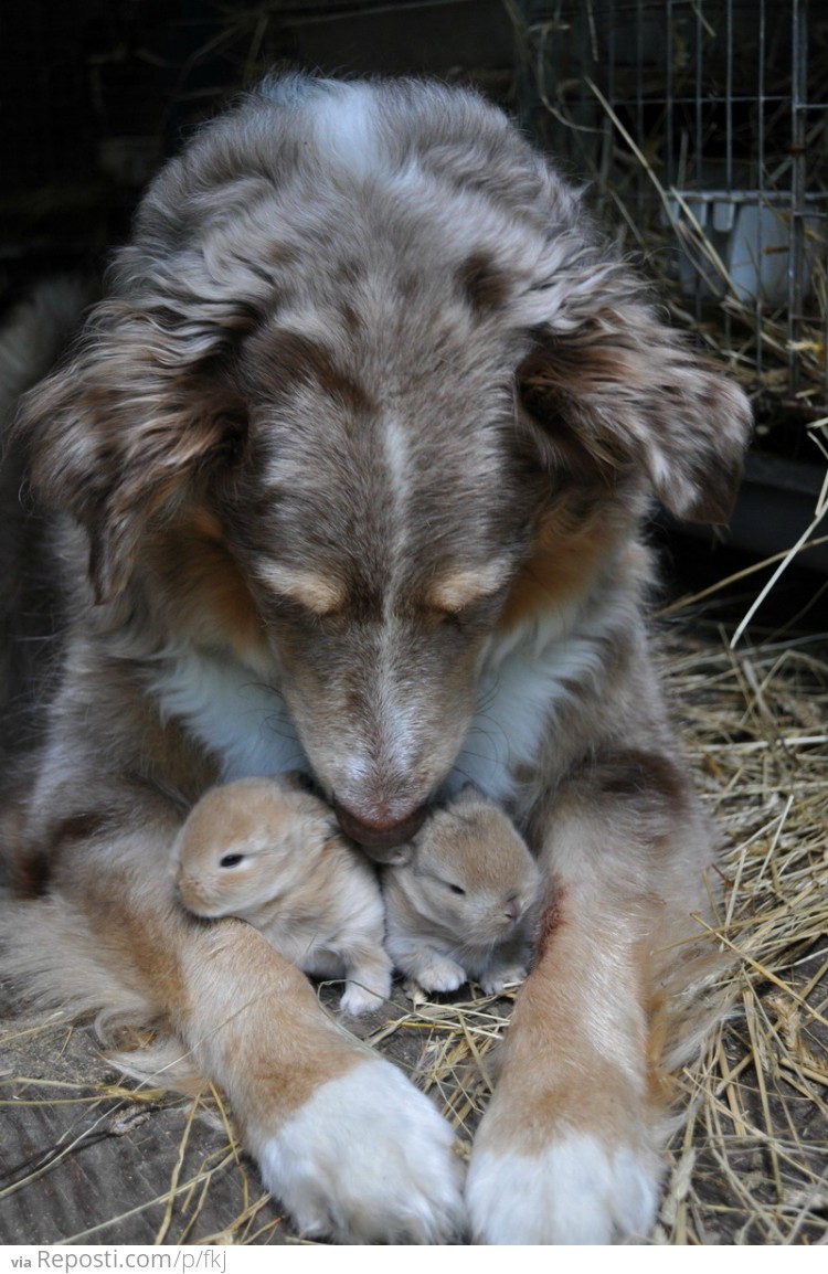 Dog with bunnies