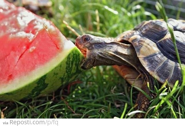 Watermelon Om Nom Nom