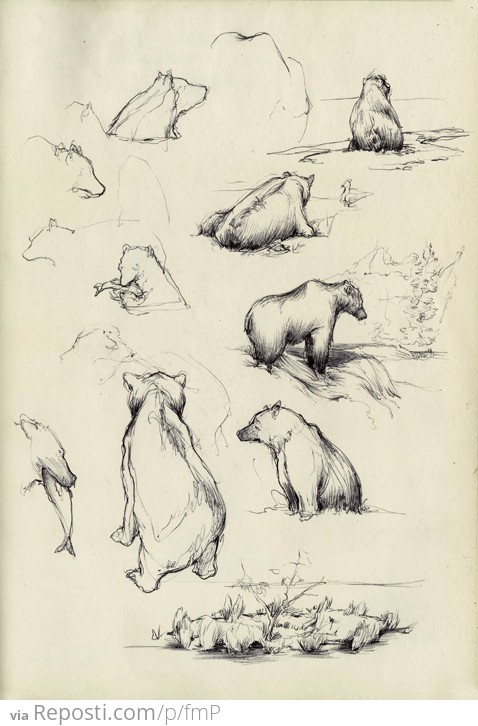 'Bearssss'