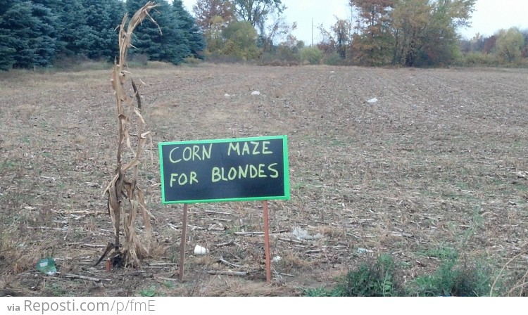 Corn Maze for Blondes