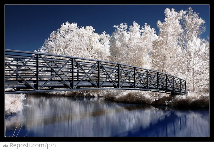 Infrared Trees