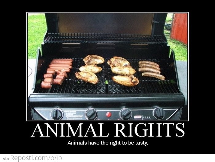 Animal Rights