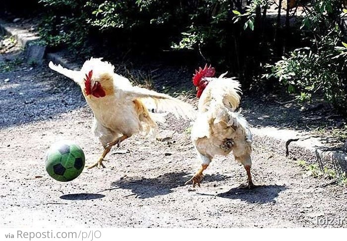 Chicken Soccer