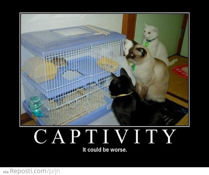 Captivity It Could Be Worse