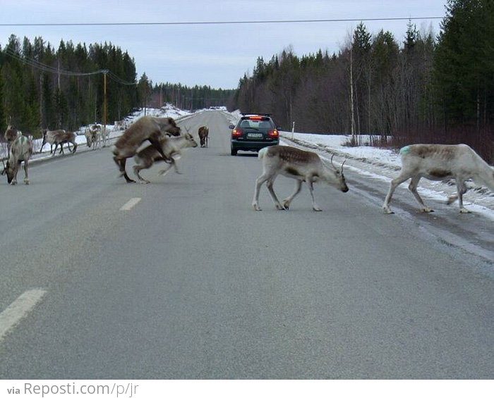 Caribou Crossing