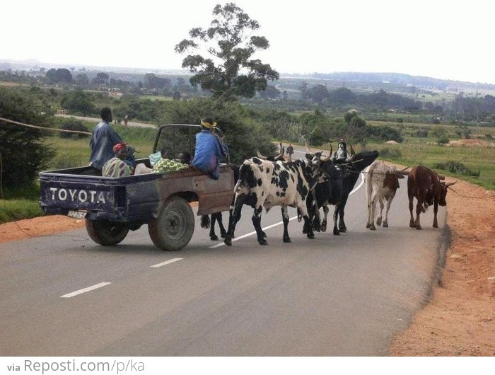 Cow Tow