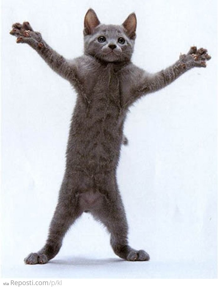 Dancing Cat