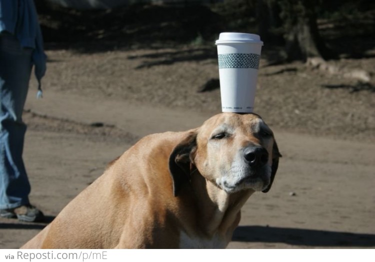 Dog Cup Holder