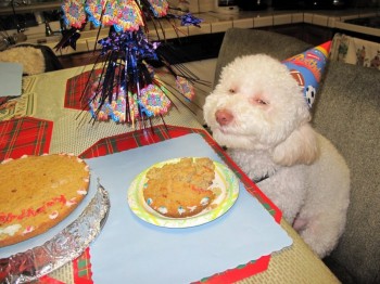 Stoner Dog - Is Watching You