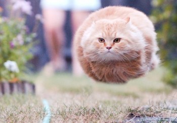 Hovercat