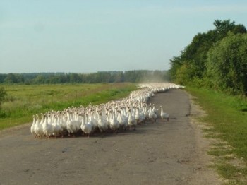 Attack of the Ducks