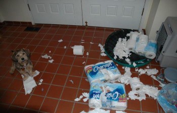 Bad Dog
