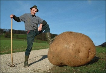 Big Potato