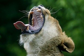 Yawn