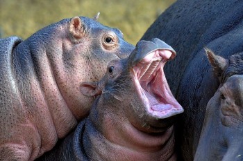 Yawn
