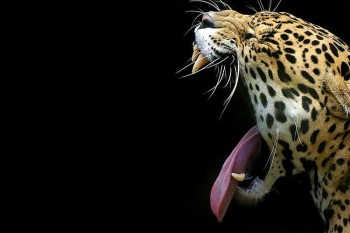 Yawn
